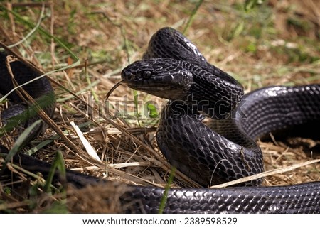 Exotic black snake ready to attack, mangrove snakes black boiga, cat snake, boiga dendrophila