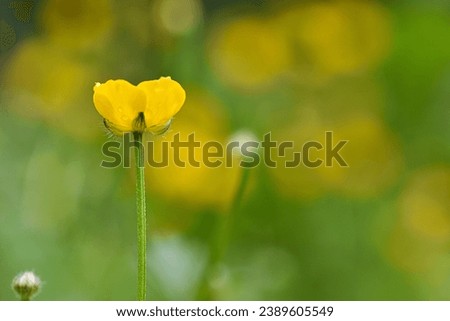 Close up of an yellow buttercup flower in a meadow in summer, photographed with selective focus, on a blurred natural background