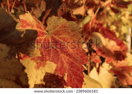 Autumn picture of colorful vineyard after harvest. Red, orange and yellow vine leaves. Closeup of vineyard in a sunny day. Horizontal.