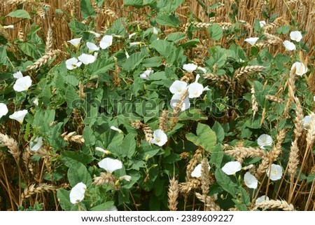 Convolvulus arvensis grows and blooms in the field Royalty-Free Stock Photo #2389609227