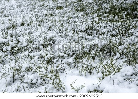 winter time, blueberry bushes under the snow, cold weather, snowy and frosty weather, winter landscape, snowy landscape Royalty-Free Stock Photo #2389609515