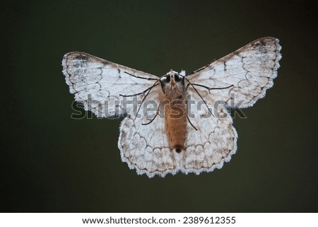 Underside of a Duster Moth (Pingasa abyssiniaria) seen through a window while resting Royalty-Free Stock Photo #2389612355