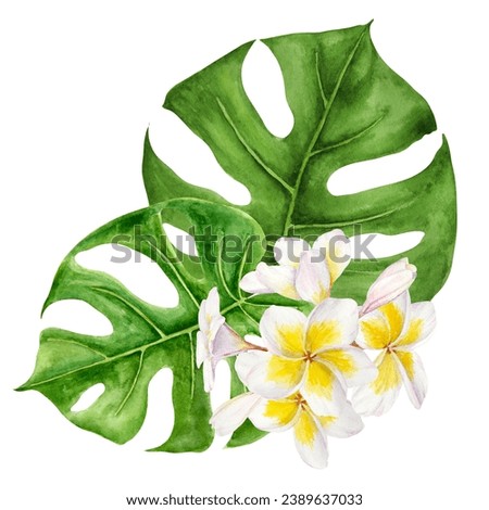 White frangipani, green monstera leaves illustration. Watercolor hand drawn clip art of exotic flower plumeria. Tropical painting for wedding invitations, spa, beauty salon prints, travel guides