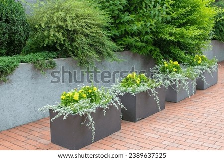 Concrete flower square flower pots with flowers in patio. Cottage garden. Landscaping.