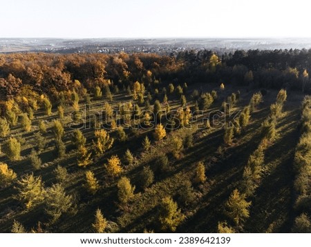 A young forest of spruces, pine trees planted in rows. Nature, deforestation, planting new trees, business, Christmas trees. Photo from a drone, from the sky. Little trees.