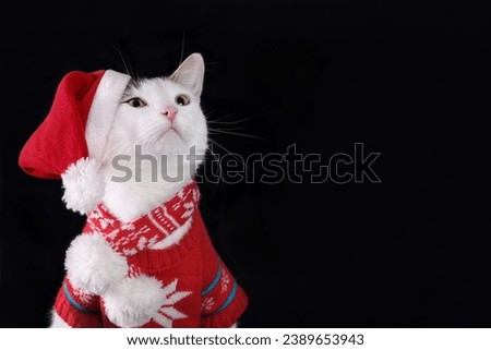 Cat in winter clothes. White cat wearing Santa Claus xmas red cap looks up. Merry Christmas. Xmas Greeting card. Happy New Year. Cat with Santa hat on a black background. Santa's helper. Holiday 