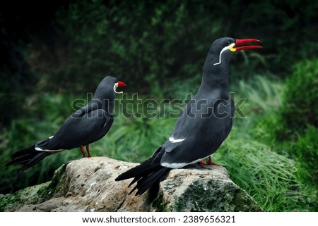 Inca Tern Birds (larosterna inca) Royalty-Free Stock Photo #2389656321