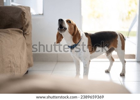 Barking howl beagle dog  in house environment close up view Royalty-Free Stock Photo #2389659369