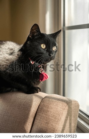 Black Cat Pink Collar Loafing on Back of Chair Looking Through Window