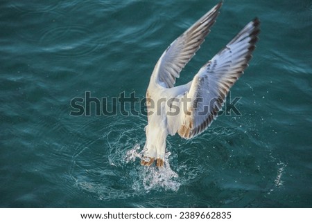 Solitary Seagulls Roaming in Nature