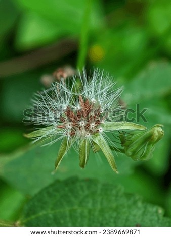 This picture is of a plant called Randa Tapak or Dandelion which is part of Taraxacum, a large genus in the Asteraceae family.  The name Randa Tapak itself is usually used to refer to a plant that has