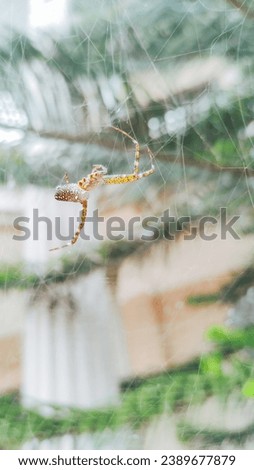 a picture of a yellow spider hanging on a web