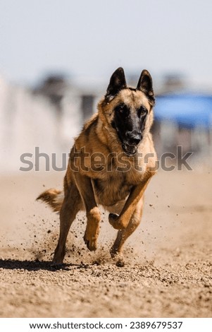 Belgian Malinois shepherd dog running lure course sport in the dirt on a sunny summer day Royalty-Free Stock Photo #2389679537