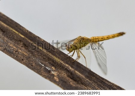 Dragon Fly perched on Reed -dark light background, shallow depth of field