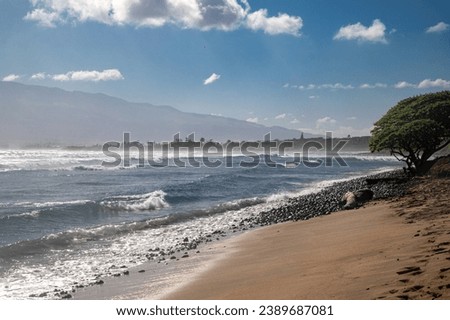 Beach coastline with a tree and rocks