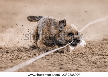 happy excited scruffy tan Border Terrier small dog running lure course dog sport having fun