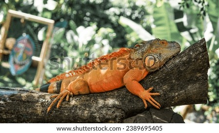 iguana lying relaxed on a log