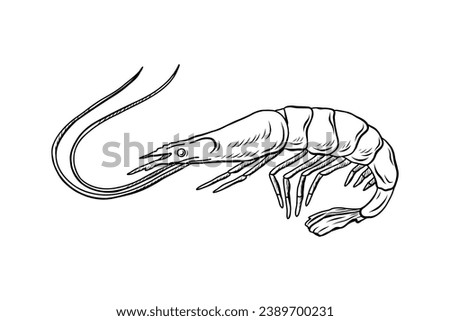 Shrimp sketch. hand drawn Shrimp outline illustration. Shrimp black and white vector drawing. Shrimp isolated on white background. vector illustration. Shrimps line art drawing.