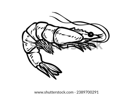 Shrimp sketch. hand drawn Shrimp outline illustration. Shrimp black and white vector drawing. Shrimp isolated on white background. vector illustration. Shrimps line art drawing.