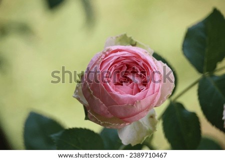 close up of beautiful pink roses blooming