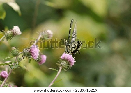 Beautiful Swallowtail butterfly sucking nectar from a pink Japanese thistle flower (Outdoor field, closeup macro photography)