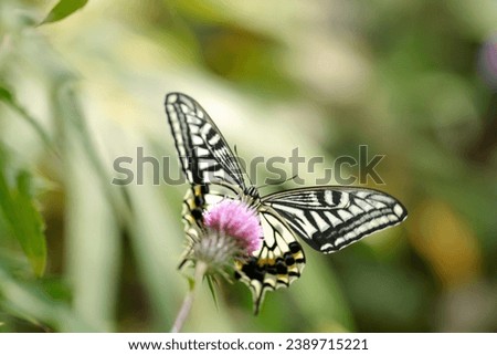 Beautiful Swallowtail butterfly sucking nectar from a pink Japanese thistle flower (Outdoor field, closeup macro photography)