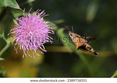 Humming-Bird Hawk Moth (Macroglossum bombylans) moth sucking nectar from a pink Japanese thistle flower (Sunny nature closeup macro photograph)