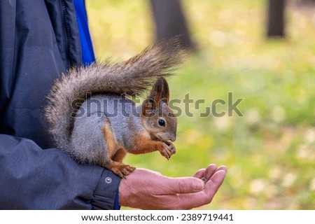A squirrel sits on a man's arm and eats nuts. Manual squirrel.