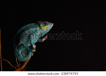 Furcifer pardalis. Blue, white, orange and yellow chameleon isolated on black background. Nosy Be. 