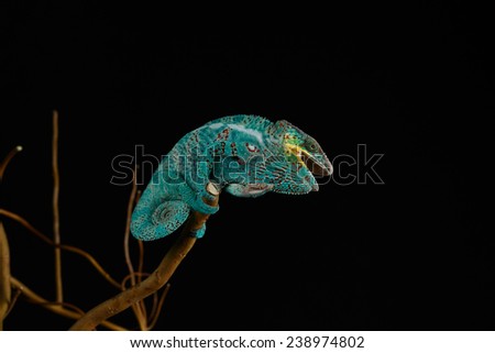 Furcifer pardalis. Blue, white, orange and yellow chameleon isolated on black background. Nosy Be. 