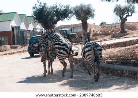 Male Zebra That Is Trying To Mate In The Zoo On Blurred Background