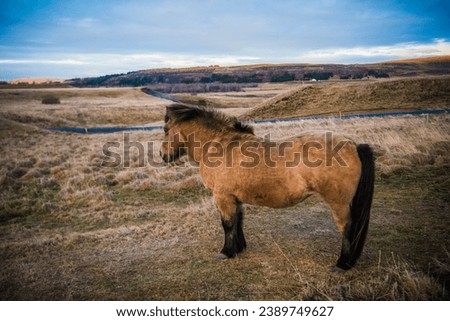 cute iceland horse in fence