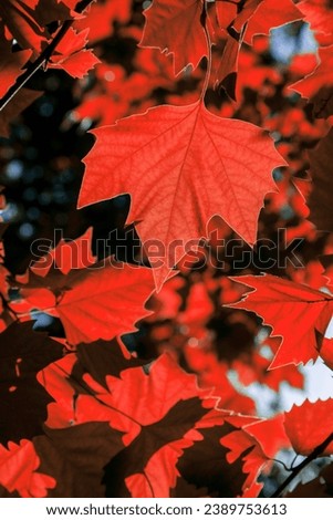Red leaves of a tree against the sky. Sun soft light through the red foliage of the tree. Spring natural background. Fresh red leaves,