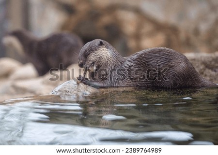 otter portrait close up on a creek background