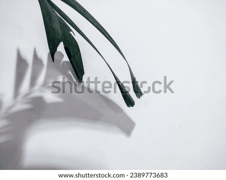 Green Leaf with shadow in Clean White Background