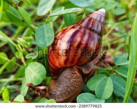 In the morning light, a snail gracefully maneuvers atop dew-kissed grass, showcasing its intricate shell against the backdrop of nature's awakening.