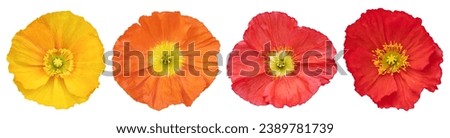 Set of yellow, orange and red poppy isolated on white background.Top view