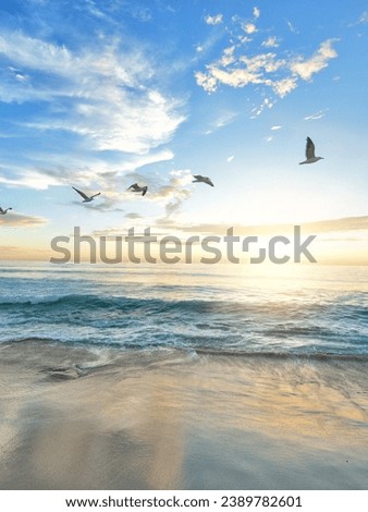 Seagulls with sunset at beach