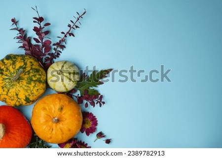 Halloween, autumn, harvest, pumpkins. Pumpkins of different varieties and autumn leaves and flowers on a blue background. Banner with pumpkins and place for text. Top view, flat lay.
