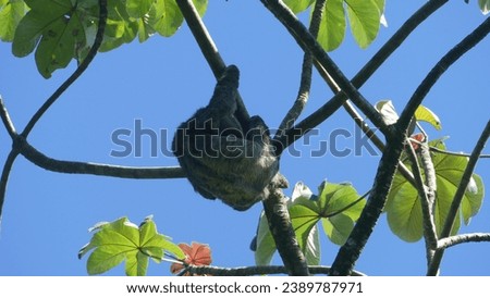 Brown-throated sloth Bradypus variegatus on top of high tree in Manuel Antonio National Park in Puntarenas Province in Costa Rica under clear blue sunny sky next to her baby learning how to climb