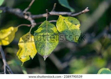 Autumnal atmosphere, the last brightly colored leaves on the branches of a common tree.