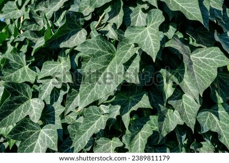Background with many green leaves of Hedera helix, the common ivy, English or European ivy plant in an autumn garden, beautiful outdoor monochrome background