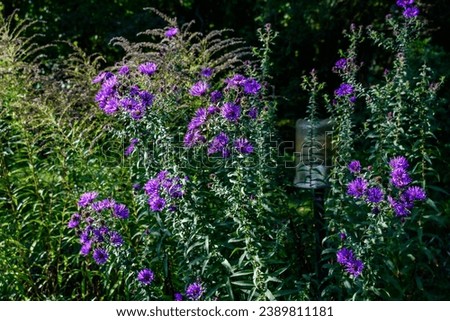 Many small vivid blue flowers of Aster amellus plant, known as the European Michaelmas daisy, in a garden in a sunny autumn day, beautiful outdoor floral background photographed with soft focus Royalty-Free Stock Photo #2389811181