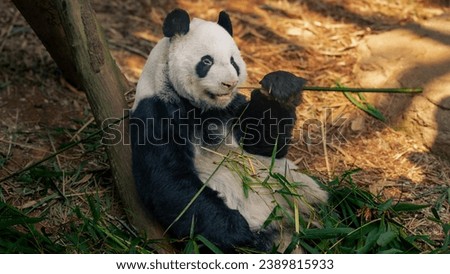 The picture depicts an adult Panda eating bamboo