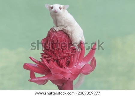 A female albino sugar glider is hunting for small insects on torch ginger flowers in full bloom. This marsupial mammal has the scientific name Petaurus breviceps.