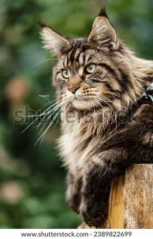 A large outdoors portrait of a sitting calm and serious furry Maine Coon.Maine coon cat sitting on a tree in forest, park on summer sunny day.A big cat.