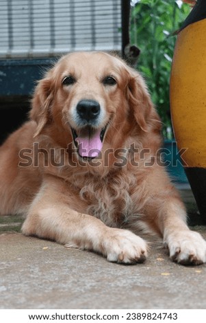 golden retriever dog facing camera 