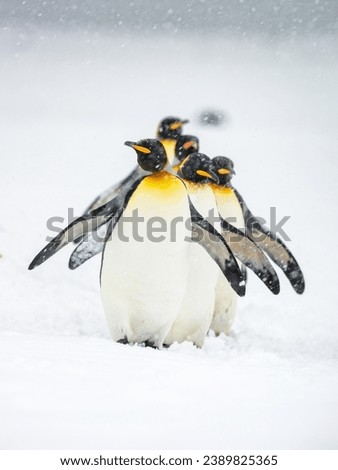 Group of King penguins are returning from Atlantic Ocean to their nest area in South Georgia, Fortuna Bay.