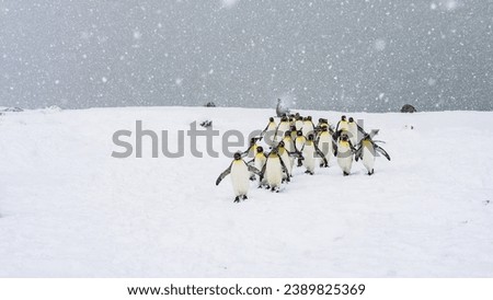 Group of King penguins are returning from Atlantic Ocean to their nest area in South Georgia, Fortuna Bay.