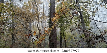 A walk through the autumn fog
